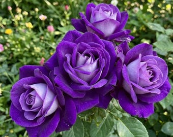 10 Packs Rare Deep Royal Purple Rose Seeds - Stunning Mystical Velvet Bicolor Double Blooms - Classic Scented Hardy Garden Shrub
