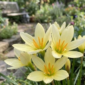 May include: A cluster of pale yellow rain lily flowers with six pointed petals each. The blossoms feature prominent bright orange stamens at the center and are supported by slender green stems, showcasing a delicate and natural floral structure.