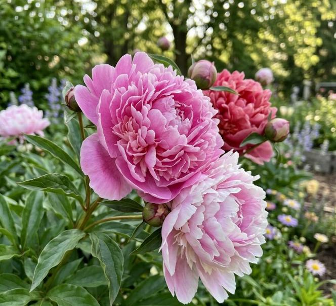 5 Packs Magenta Bicolor Peony Seeds - Stunning Fragrant Anemone-style ...