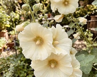 25 Hollyhock Seeds Rare Cream White Bloom