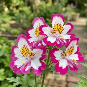 May include: A cluster of Schizanthus flowers featuring five petals each with a white center, vibrant magenta edges, and intricate yellow and dark red markings at the throat. The delicate blooms are arranged on thin green stems with small leaves.