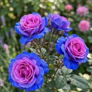 May include: Close-up of vibrant blue and purple roses in full bloom, showcasing a gradient of colors. The petals are covered in water droplets, with green leaves in the background. The roses are the focal point of a garden scene.