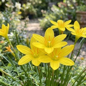 May include: A cluster of bright yellow rain lily flowers with six pointed petals each, featuring prominent yellow stamens in the center. The flowers grow on slender green stems surrounded by thin, grass-like foliage in a garden setting.