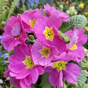 May include: Close-up of vibrant pink primrose flowers with bright yellow centers. The petals are delicate and layered, with a few green leaves visible in the background. The flowers are in full bloom, showcasing their natural beauty.