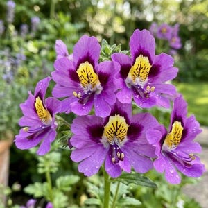 May include: A cluster of Schizanthus flowers featuring vibrant purple petals with a bright yellow throat and dark maroon spots. The delicate blooms display intricate patterns and small water droplets on the surface of the petals and green stems.
