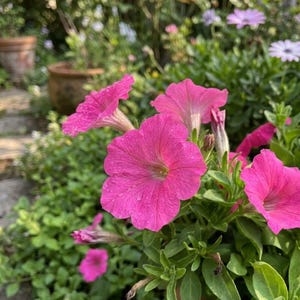 May include: Vibrant pink petunia flowers with delicate, trumpet-shaped petals and soft green foliage. The blossoms feature subtle veining and are lightly dusted with small water droplets, set against a lush garden environment with blurred greenery.