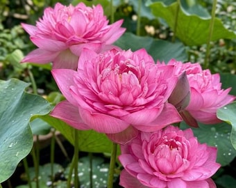 4 Rare Pink Lotus Seeds Double Petal Water Lily