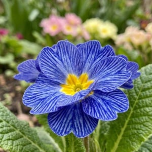 K&ouml;nnte beinhalten: Nahaufnahme einer leuchtend blauen Primelblume mit leuchtend gelbem Zentrum. Die Bl&uuml;tenbl&auml;tter haben zarte, parallele Linien, die ein strukturiertes Aussehen erzeugen. Gr&uuml;ne Bl&auml;tter und andere bunte Blumen befinden sich im unscharfen Hintergrund.