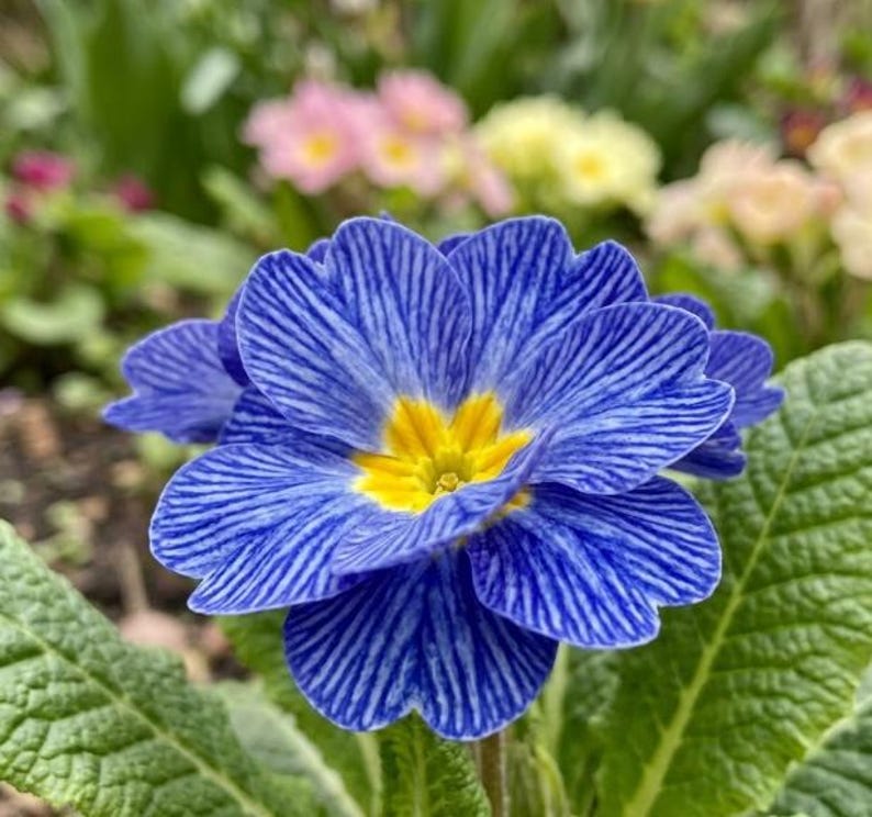 K&ouml;nnte beinhalten: Nahaufnahme einer leuchtend blauen Primelblume mit leuchtend gelbem Zentrum. Die Bl&uuml;tenbl&auml;tter haben zarte, parallele Linien, die ein strukturiertes Aussehen erzeugen. Gr&uuml;ne Bl&auml;tter und andere bunte Blumen befinden sich im unscharfen Hintergrund.