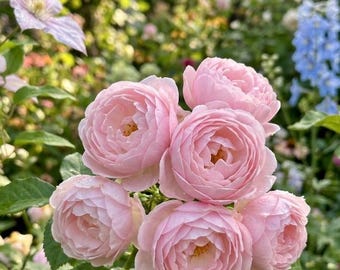 10 Pink Rose Seeds Vibrant Double Blooms