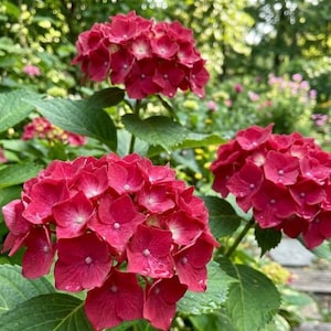May include: Three vibrant clusters of deep red hydrangea flowers with four-petaled blooms and prominent green leaves. The rounded flower heads display a rich, saturated crimson hue with subtle lighter centers on each individual petal.