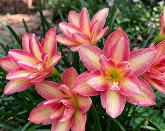 2 Bulbs Rain Lily Bulbs Easy Grow Mounding Double Pink Yellow Zephyranthes