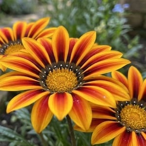 30 Packs Gazania Seeds - Vibrant Tiger Stripe Orange  Gold Blooms, Drought Tolerant Sun-Loving Flowers for Garden  Pots