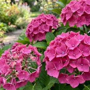 May include: Several vibrant pink hydrangea flower clusters with rounded petals and green leaves. The blossoms are densely packed in spherical shapes, displaying various shades of magenta and rose, set against a soft, out-of-focus garden background.