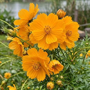 May include: A cluster of vibrant orange cosmos flowers with delicate, serrated petals and dark centers. The blossoms are covered in tiny water droplets, showcasing their bright color against a backdrop of green, feathery foliage and several unopened buds.