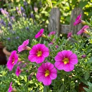May include: Vibrant magenta petunia flowers with bright yellow centers and green foliage. The trumpet-shaped blossoms are clustered together, displaying five rounded petals each. The plant features slender stems and small, pointed green leaves.