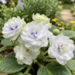 May include: A potted African violet plant featuring multiple double-layered white flowers with ruffled petals and distinct violet-blue centers. The plant has thick, fuzzy, dark green leaves arranged in a rosette pattern around the central blooms.