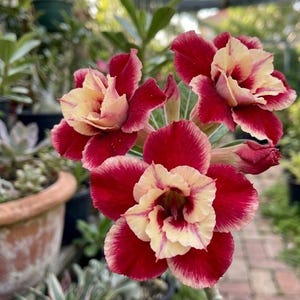 10 Rare Desert Rose Seeds Unique Ruby Red Yellow Double Adenium Bush Garden