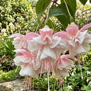 May include: A cluster of fuchsia flowers featuring delicate, ruffled petals in shades of soft pastel pink and creamy white. The blossoms hang downward from thin green stems, displaying prominent, slender pink stamens extending from the center.