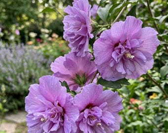 20 Packs Purple Hibiscus Seeds Rare Double Bloom Lavender Rose of Sharon Shrub