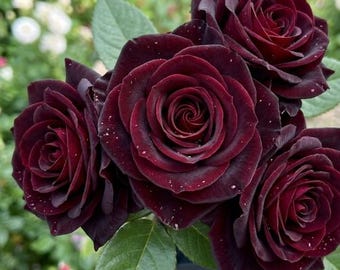 10 Black Rose Seeds Rare Dark Velvet Blooms