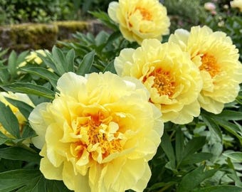 5 Packs Rare Yellow Peony Seeds - Fragrant Golden Itoh Peony, Hardy Perennial Flower Seeds for Romantic Gardens