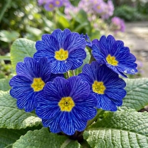 K&ouml;nnte beinhalten: Nahaufnahme von leuchtend blauen Primelbl&uuml;ten mit gelben Zentren. Die Bl&uuml;tenbl&auml;tter weisen ein gestreiftes Muster auf und sind von gr&uuml;nen Bl&auml;ttern umgeben. Im Hintergrund sind lila Bl&uuml;ten zu sehen.