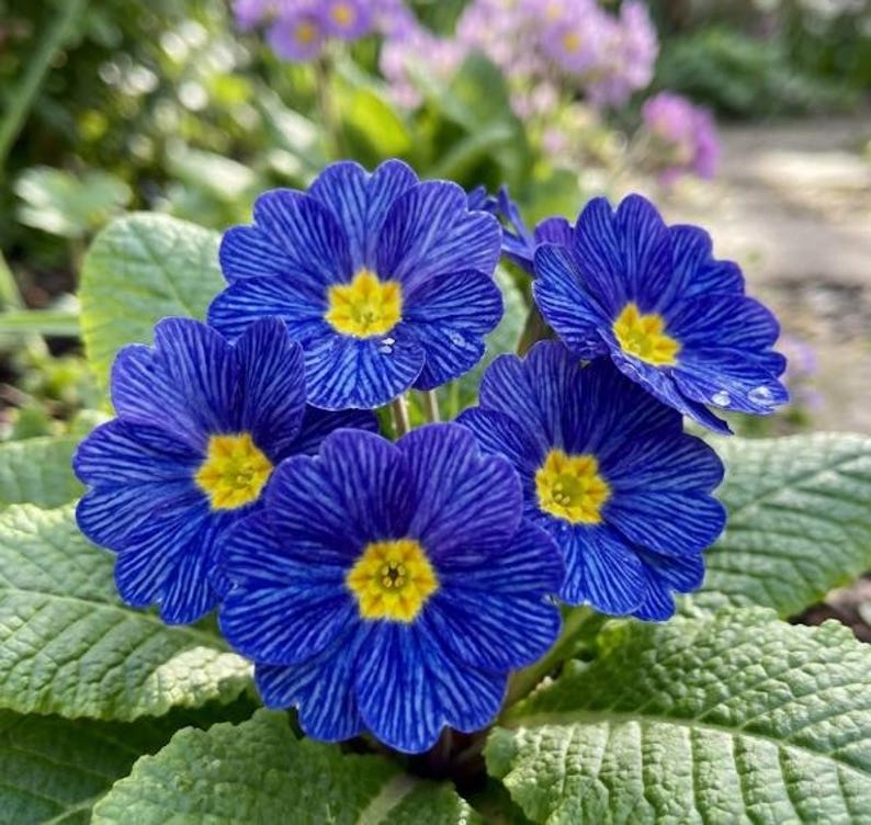K&ouml;nnte beinhalten: Nahaufnahme von leuchtend blauen Primelbl&uuml;ten mit gelben Zentren. Die Bl&uuml;tenbl&auml;tter weisen ein gestreiftes Muster auf und sind von gr&uuml;nen Bl&auml;ttern umgeben. Im Hintergrund sind lila Bl&uuml;ten zu sehen.