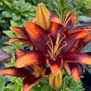 May include: A cluster of lily flowers featuring deep burgundy and vibrant orange petals with speckled patterns. The blooms display prominent orange stamens and central pistils, with some petals showing a gradient of color from dark red to bright orange.