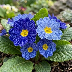 K&ouml;nnte beinhalten: Nahaufnahme von blauen Primelbl&uuml;ten mit gelben Zentren. Die Bl&uuml;tenbl&auml;tter weisen dunkelblaue Streifen auf, vor dem Hintergrund gr&uuml;ner Bl&auml;tter. Die Bl&uuml;ten stehen in voller Bl&uuml;te und zeigen ihre detaillierten Muster. Ein Blumenbild.