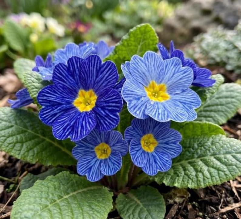 K&ouml;nnte beinhalten: Nahaufnahme von blauen Primelbl&uuml;ten mit gelben Zentren. Die Bl&uuml;tenbl&auml;tter weisen dunkelblaue Streifen auf, vor dem Hintergrund gr&uuml;ner Bl&auml;tter. Die Bl&uuml;ten stehen in voller Bl&uuml;te und zeigen ihre detaillierten Muster. Ein Blumenbild.