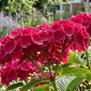 May include: A cluster of vibrant deep pink hydrangea flowers with rounded petals, featuring prominent green stems and serrated leaves. The blossoms are densely packed, displaying a rich magenta hue with subtle variations in color across the petals.
