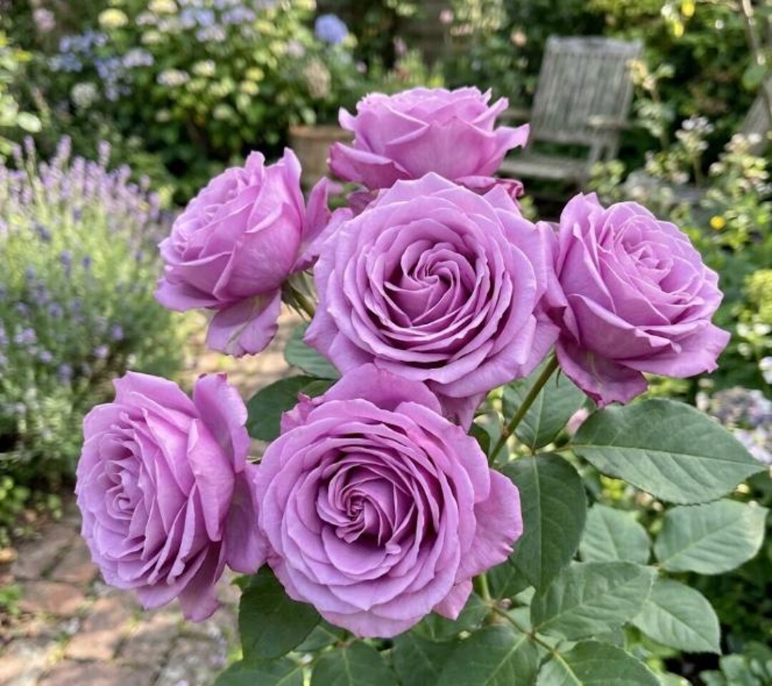 10 Packs Deep Plum Purple Rose Seeds - Heirloom Spiral Petal Fragrant ...