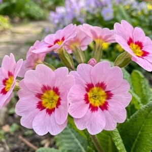 May include: Close-up of a cluster of pink primrose flowers with yellow centers and red accents. The petals are delicate and the leaves are green. The flowers are in full bloom, showcasing their vibrant colors.