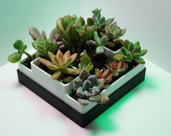 Mini Indoor Succulent Planter: Desktop Succulent Garden, Mini Succulent Planter, Counter Top Planter, Small Succulent Garden, Small Planter,