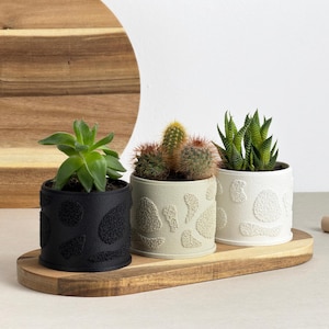 Può includere: Tre piccole piante in vaso su un vassoio di legno. I vasi sono cilindrici con motivi strutturati in nero, beige chiaro e bianco. Le piante includono una succulenta, un cactus e una sansevieria. Il vassoio è di forma ovale e in legno.