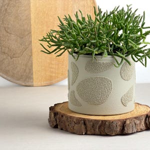 May include: A small, light green cylindrical planter with textured, oval-shaped designs, holding a vibrant green plant. The planter sits on a natural wood slice coaster. A wooden cutting board is in the background.