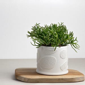 Puede incluir: Una maceta cilíndrica blanca con un patrón texturizado de formas orgánicas, que contiene una planta verde. La maceta descansa sobre una tabla de madera. La planta tiene tallos verdes finos y espinosos.