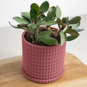 Op de afbeelding: Een kleine vetplant met dikke, donkergroene, ovale bladeren in een cilindervormige, oudroze plantenbak. De plantenbak heeft een opvallend, verticaal geribbeld, getextureerd buitenoppervlak en een bijpassende ronde schotel aan de onderkant.