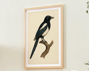 Magpie Wall Art Printable | Vintage Illustration | British Bird Natural History Collection