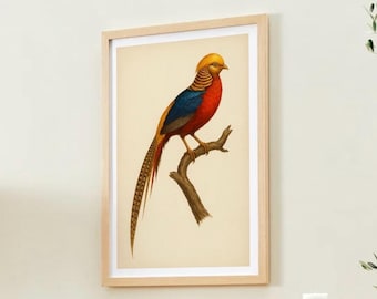 Arte mural imprimible de faisán dorado / Ilustración de pájaro vintage / Colección de historia natural tropical