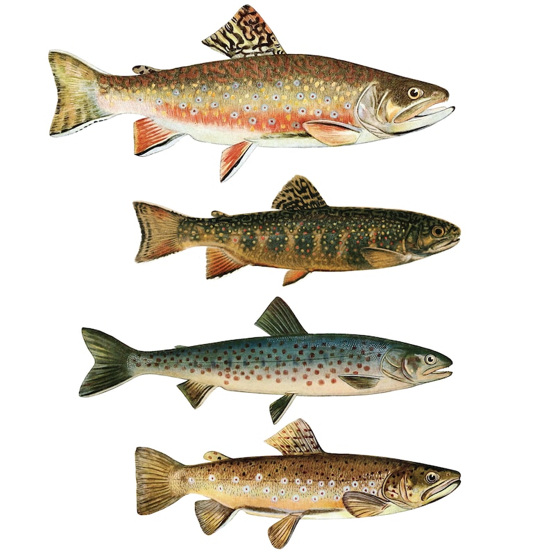 May include: Four different types of trout fish, including a brown trout, a rainbow trout, a brook trout, and a cutthroat trout. The fish are all depicted in a realistic style with detailed markings and colors.