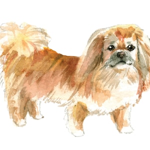 Pekingese Dog Wall Decal