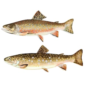 May include: Two brown trout with white spots, one above the other, on a white background.