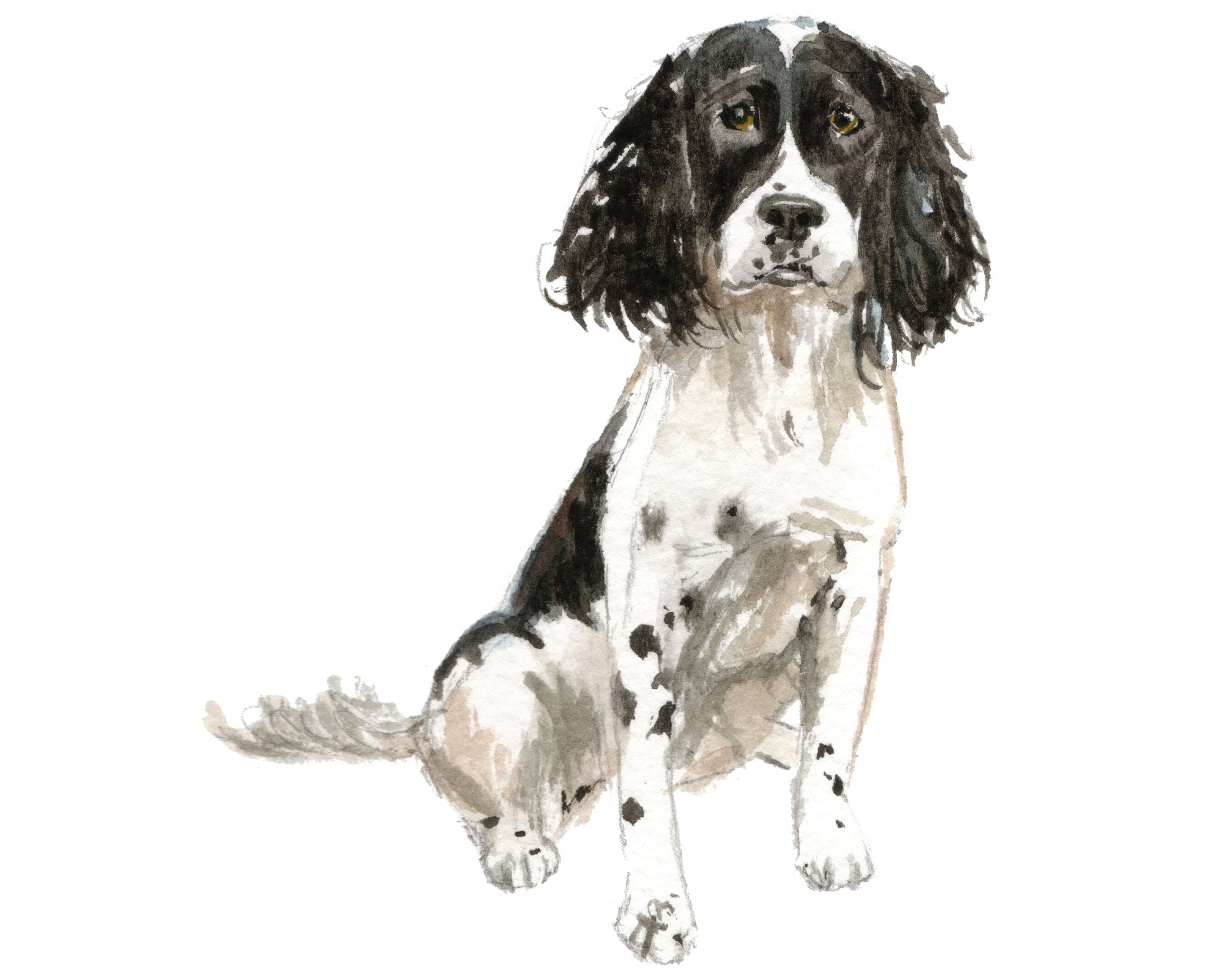 English Springer Spaniel Wall Decal (Black and White)
