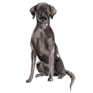 Black Lab / Black Labrador Retriever Wall Decal