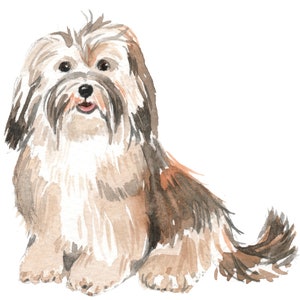Havanese Dog Wall Decal
