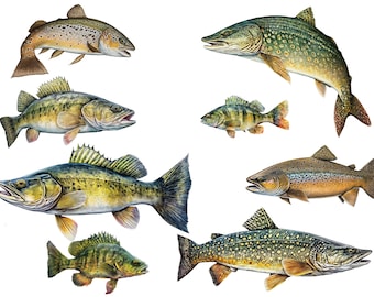 Fish Wall Decals - Brown Trout, Walleye, Yellow Perch, Northern Pike - Wall Stickers - Fly Fishing Décor