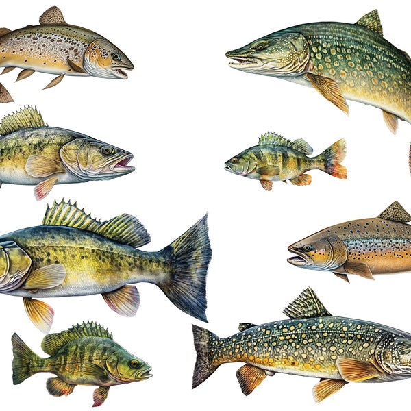 Fish Wall Decals - Brown Trout, Walleye, Yellow Perch, Northern Pike - Wall Stickers - Fly Fishing Décor