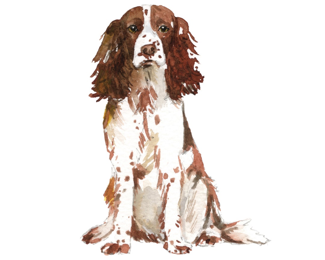 English Springer Spaniel Wall Decal brown and White - Etsy